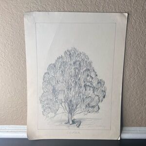 Vintage 1940s Cedar Tree Nature Study, Original Pencil Art by Alice Dulaney